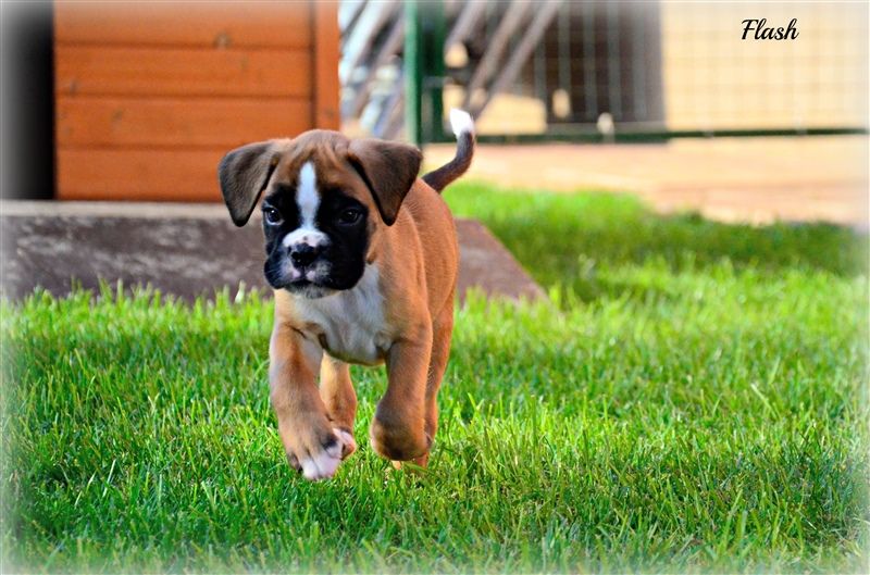 6 weeks